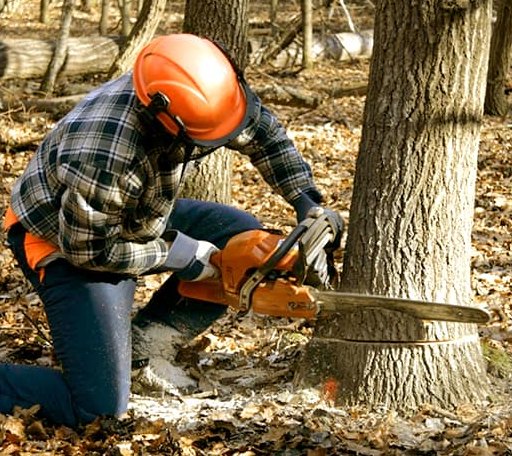 Tree Removal in Haydenville, OH